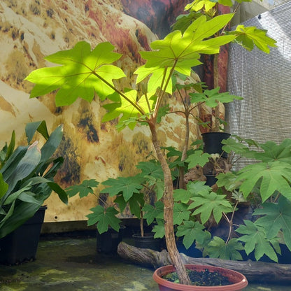 Tetrapanax papyrifera, total 100+ cm