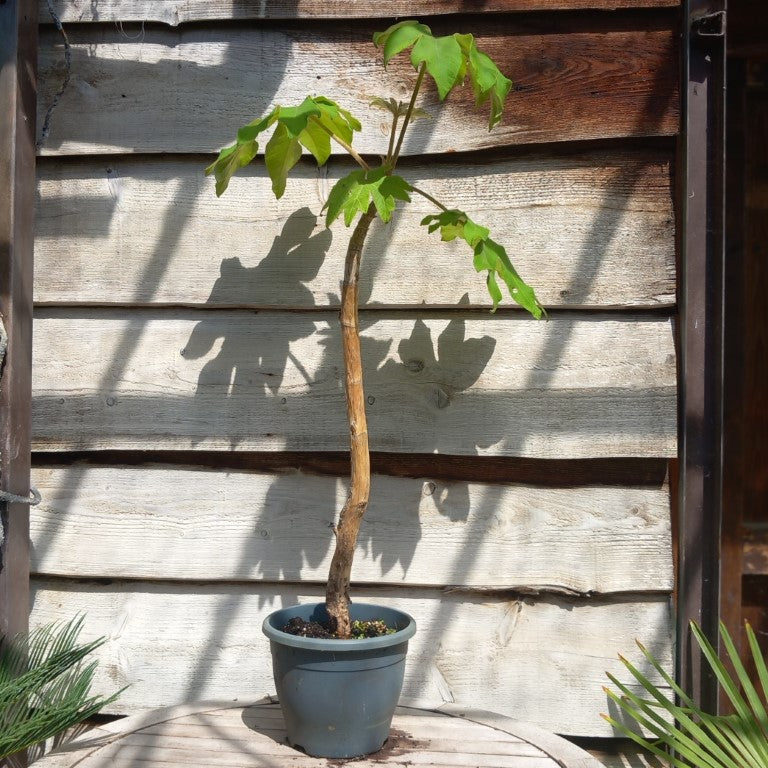 Tetrapanax papyrifera, total 120+ cm