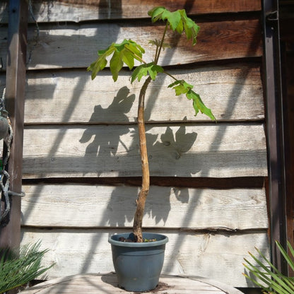 Tetrapanax papyrifera, total 120+ cm