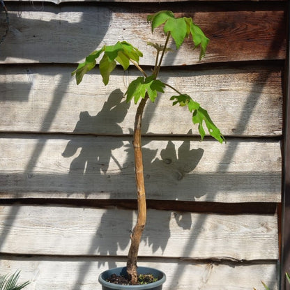 Tetrapanax papyrifera, total 120+ cm