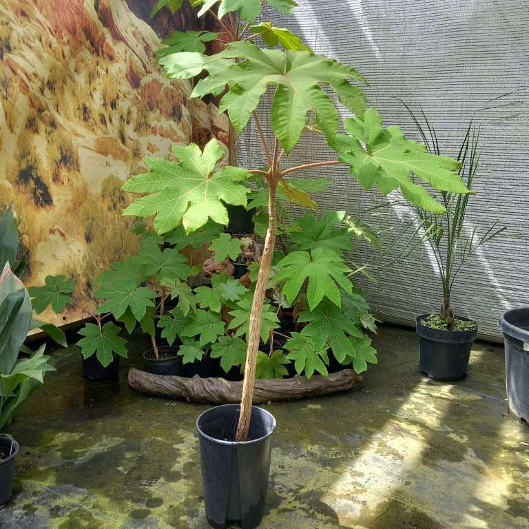 Tetrapanax papyrifera, total 135 cm