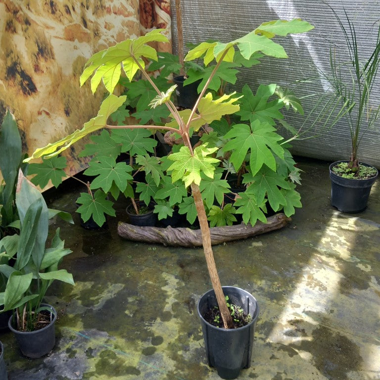 Tetrapanax papyrifera, total 135 cm