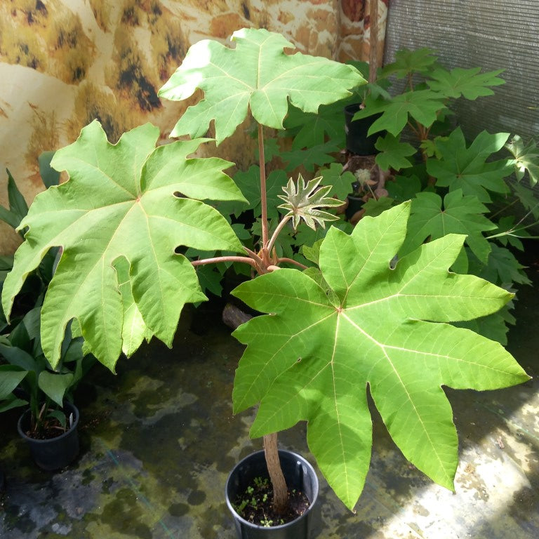 Tetrapanax papyrifera, total 135 cm