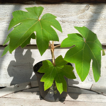 Tetrapanax papyrifera, total 40+ cm