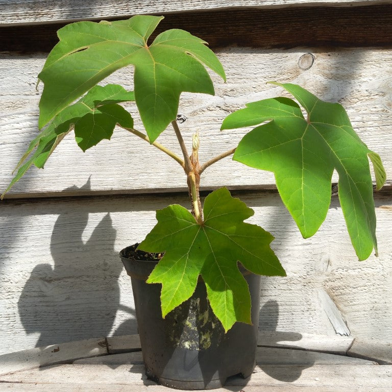 Tetrapanax papyrifera, total 40+ cm