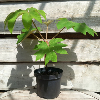 Tetrapanax papyrifera, total 60+ cm