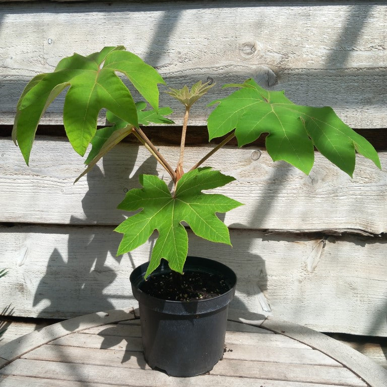 Tetrapanax papyrifera, total 60+ cm