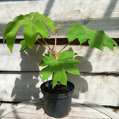 Tetrapanax papyrifera, total 60+ cm