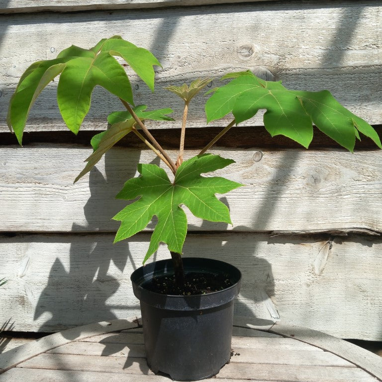 Tetrapanax papyrifera, total 60+ cm