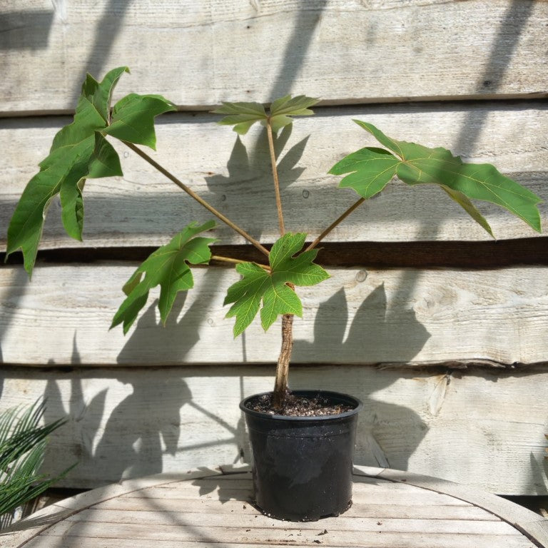 Tetrapanax papyrifera, total 70+ cm