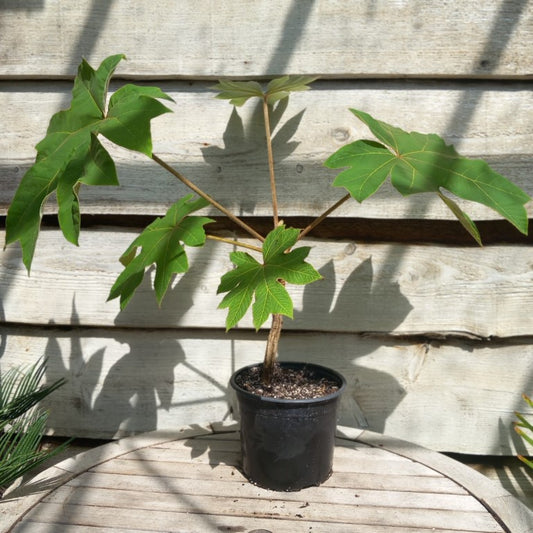 Tetrapanax papyrifera, total 70+ cm