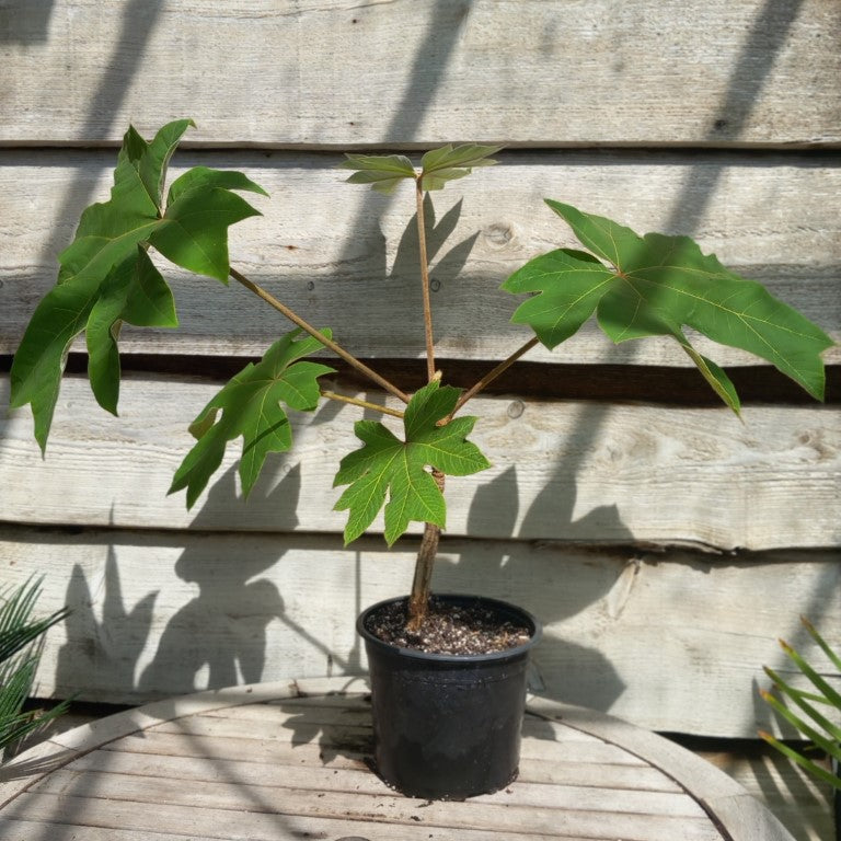 Tetrapanax papyrifera, total 70+ cm