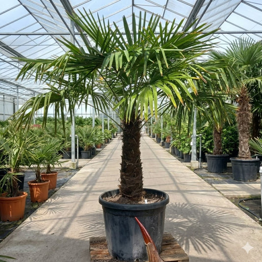 Trachycarpus fortunei total 210 cm