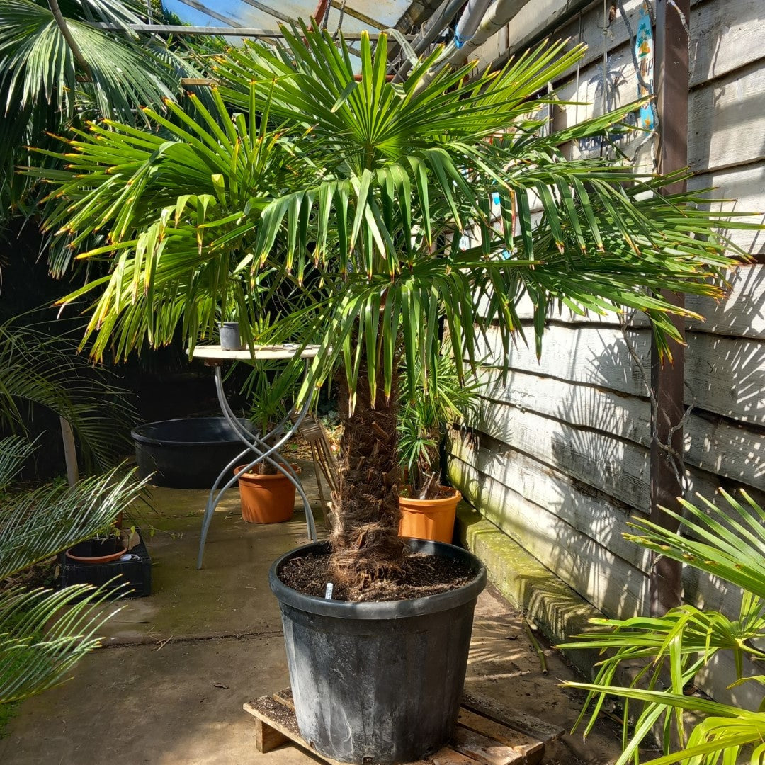 Trachycarpus fortunei total 210 cm