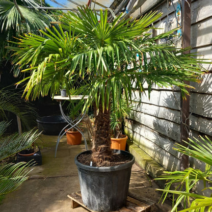 Trachycarpus fortunei total 210 cm