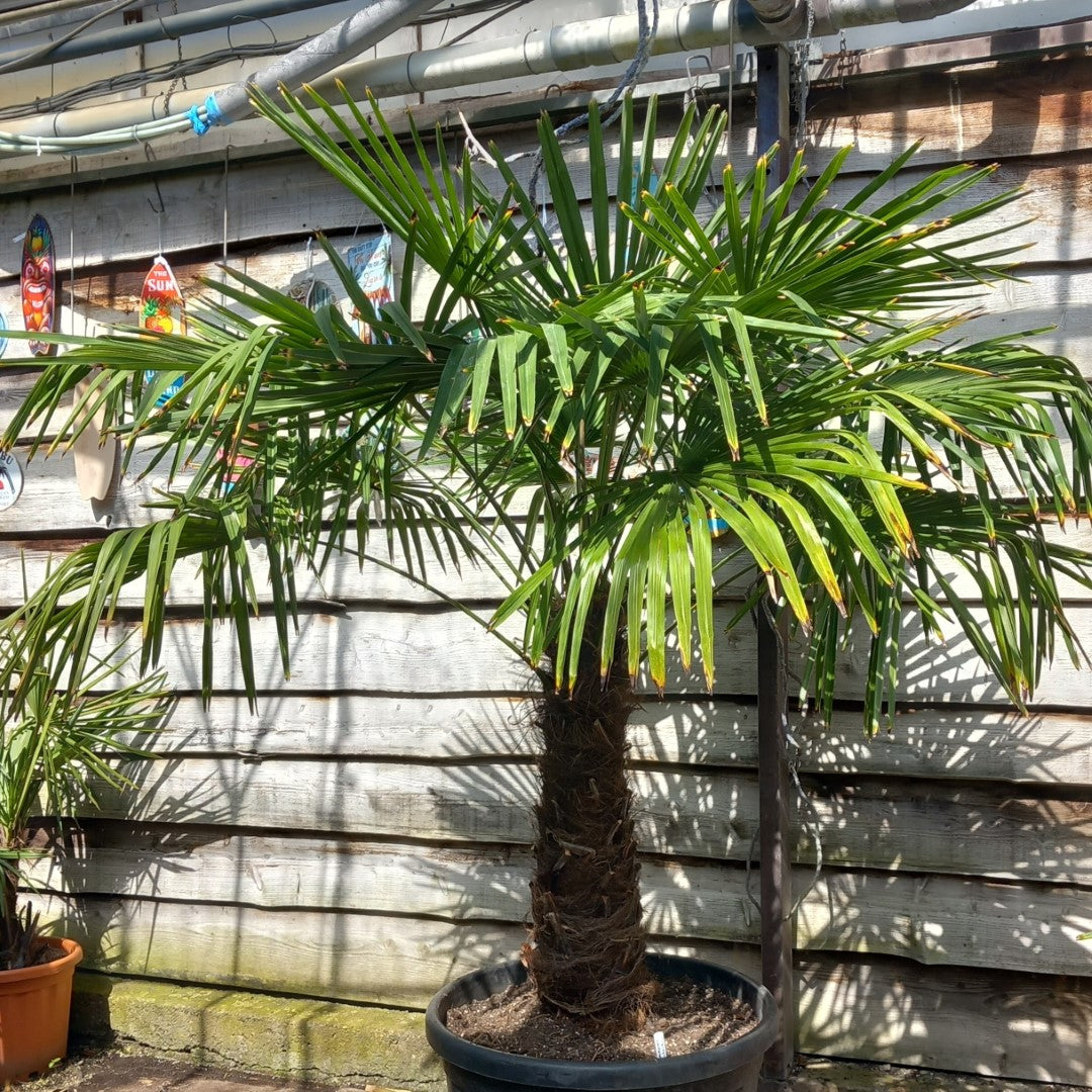 Trachycarpus fortunei total 210 cm