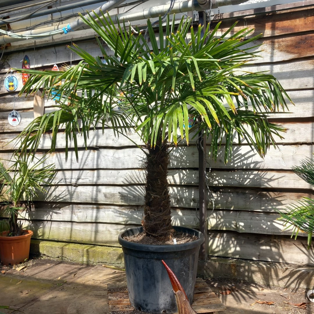 Trachycarpus fortunei total 210 cm