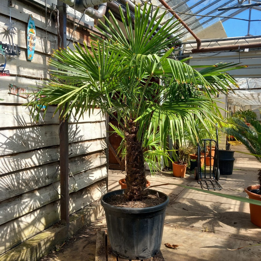 Trachycarpus fortunei total 210 cm