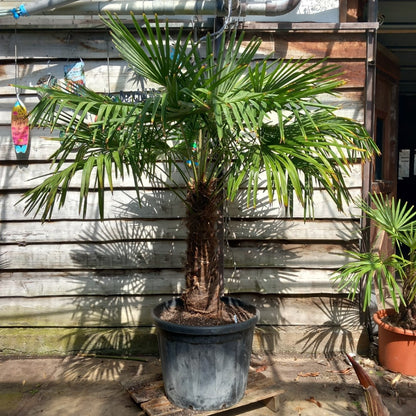 Trachycarpus fortunei total 210 cm
