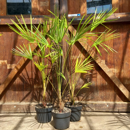 Trachycarpus nova, stem 15-20 cm, total 120-140 cm, 5 ltr. pot