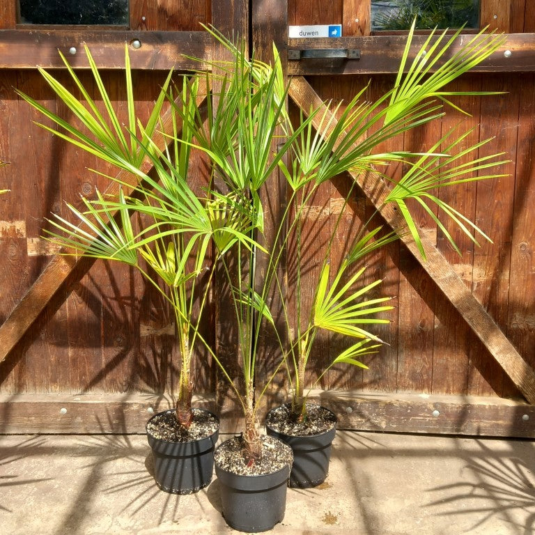 Trachycarpus nova, stem 15-20 cm, total 120-140 cm, 5 ltr. pot