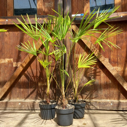 Trachycarpus nova, stem 15-20 cm, total 120-140 cm, 5 ltr. pot