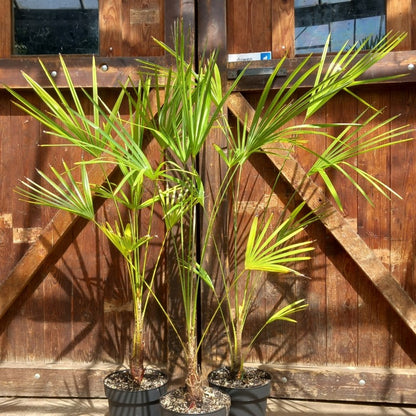 Trachycarpus nova, stem 15-20 cm, total 120-140 cm, 5 ltr. pot