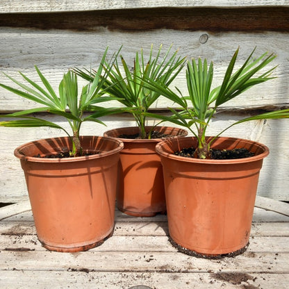 Trachycarpus hybrid: princeps x wagnerianus,