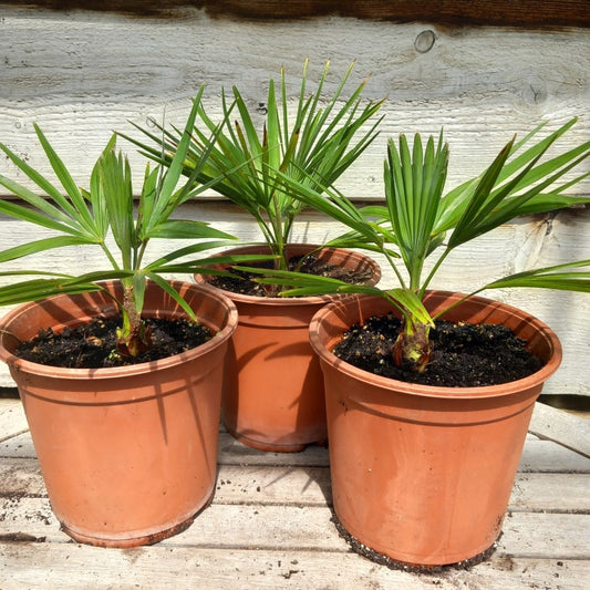 Trachycarpus hybrid: princeps x wagnerianus,