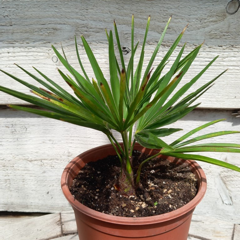 Trachycarpus hybrid: princeps x wagnerianus,