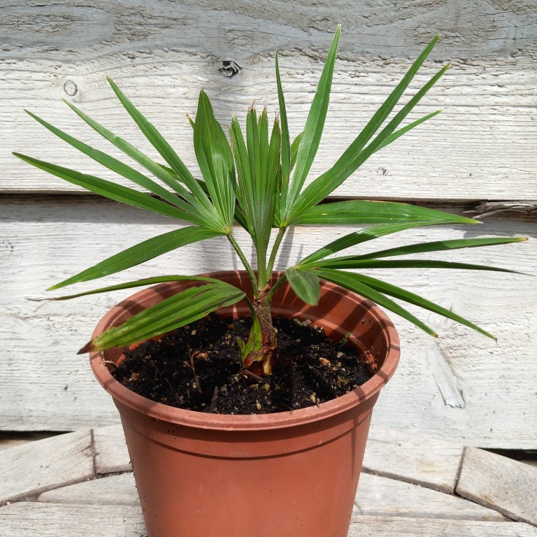Trachycarpus hybrid: princeps x wagnerianus,