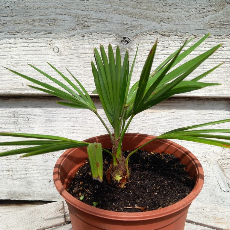 Trachycarpus hybrid: princeps x wagnerianus,