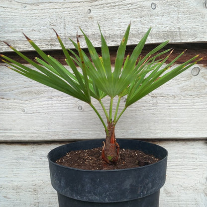 Trachycarpus hybrid: princeps x wagnerianus, stem/total 7/27/41 cm