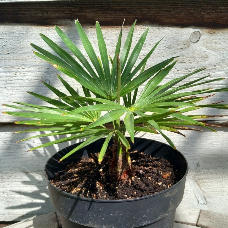 Trachycarpus princeps × wagnerianus
