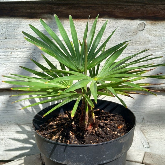 Trachycarpus princeps × wagnerianus