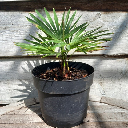 Trachycarpus princeps × wagnerianus