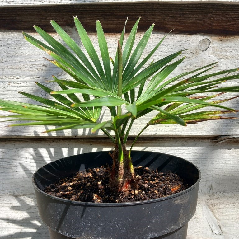Trachycarpus princeps × wagnerianus