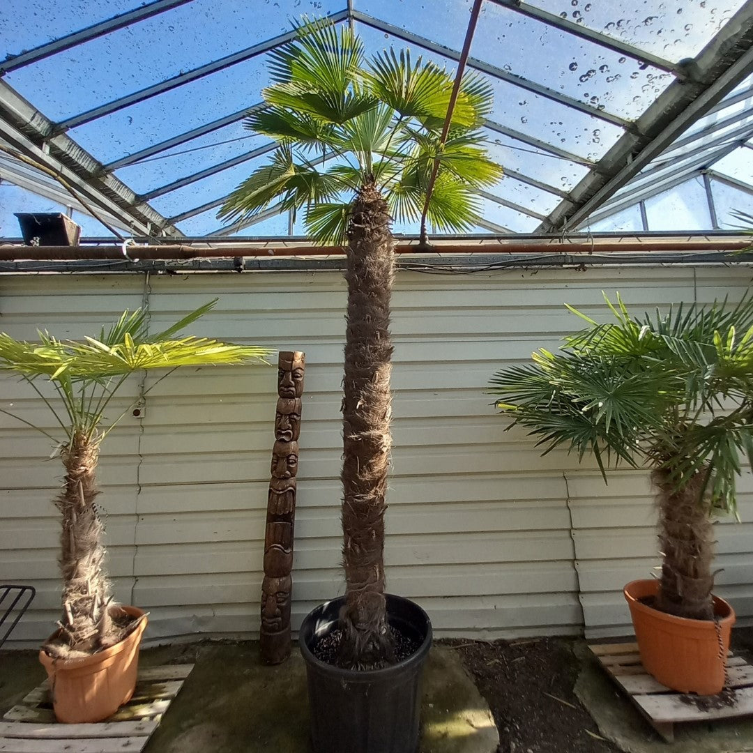 Trachycarpus hybrid XXL: wagnerianus x fortunei, stem/total 250/350 cm (No.1)