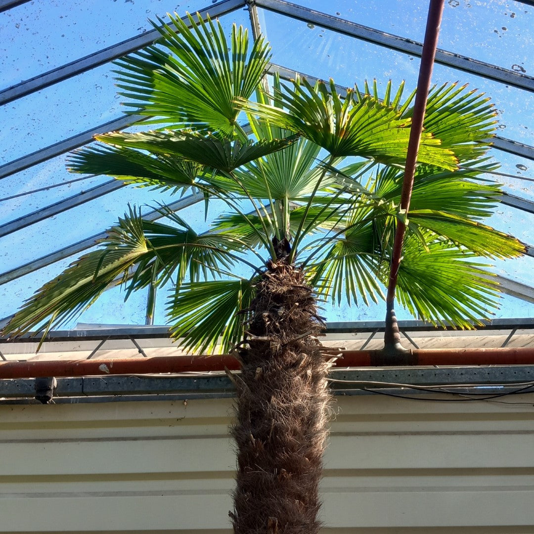 Trachycarpus hybrid XXL: wagnerianus x fortunei, stem/total 250/350 cm (No.1)