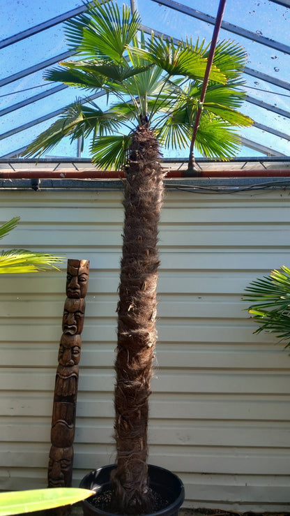 Trachycarpus hybrid XXL: wagnerianus x fortunei, stem/total 250/350 cm (No.1)