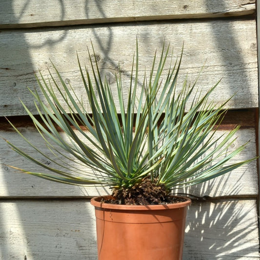 Yucca rostrata