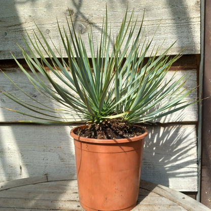 Yucca rostrata dubbel