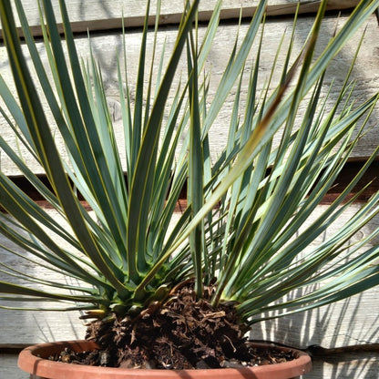Yucca rostrata