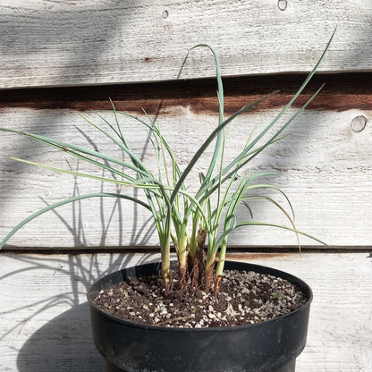 Yucca angustissima, 6 stem/trunks