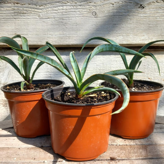 Yucca baccata