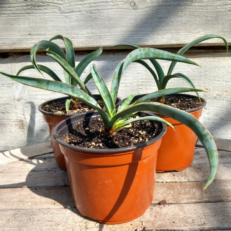Yucca baccata