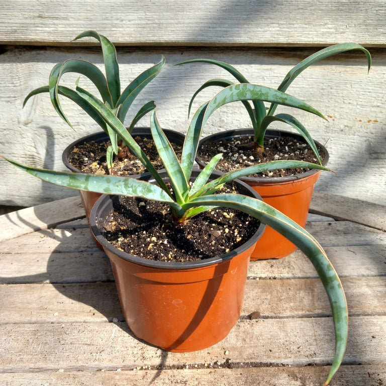 Yucca baccata