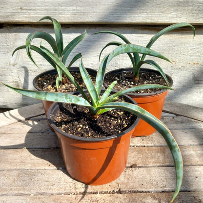 Yucca baccata