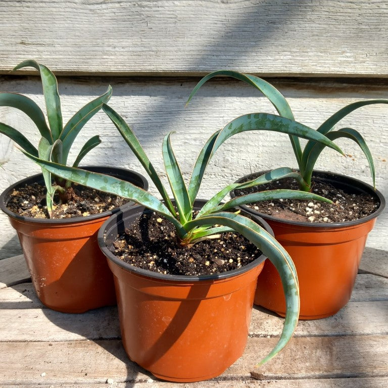 Yucca baccata