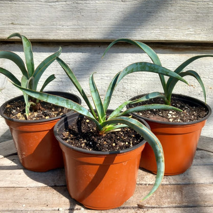 Yucca baccata